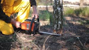 Best Hedge Trimming  in North Tustin, CA
