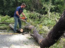 Best Tree and Shrub Care  in North Tustin, CA