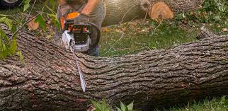 Best Organic Lawn Care Solutions  in North Tustin, CA