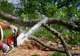 Best Lawn Renovation and Restoration  in North Tustin, CA