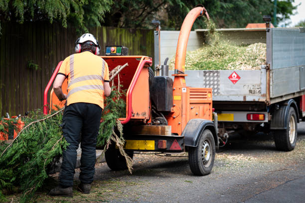 Best Aeration Services  in North Tustin, CA
