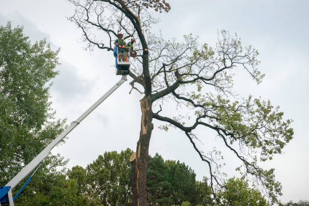 Best Tree Disease Treatment  in North Tustin, CA