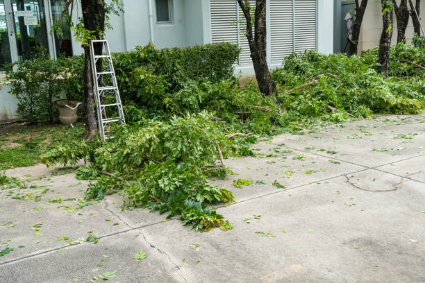 How Our Tree Care Process Works  in  North Tustin, CA