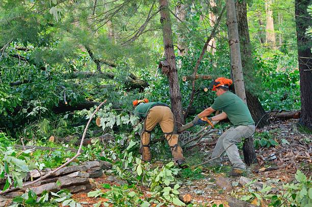 Best Weed Control  in North Tustin, CA