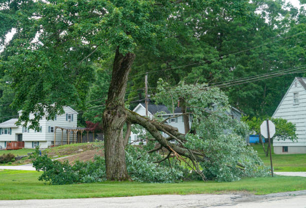 Best Tree Removal  in North Tustin, CA
