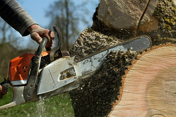 Lawn Pest Prevention in North Tustin, CA