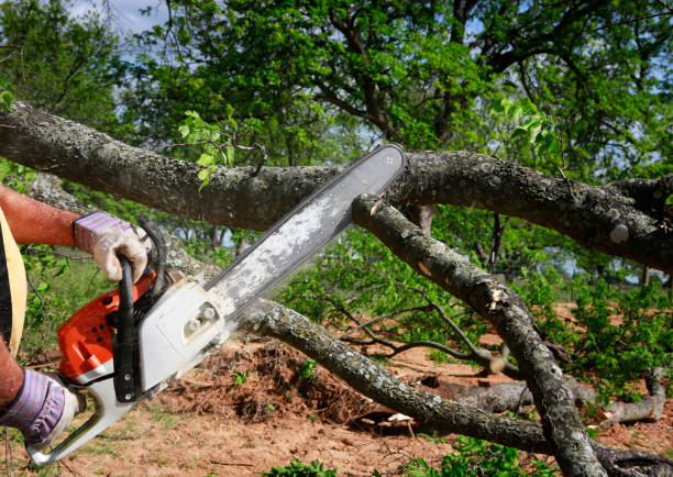 Reliable North Tustin, CA Tree Services Solutions